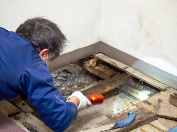 Best Mold Testing and Removal  in Shingle Springs, CA