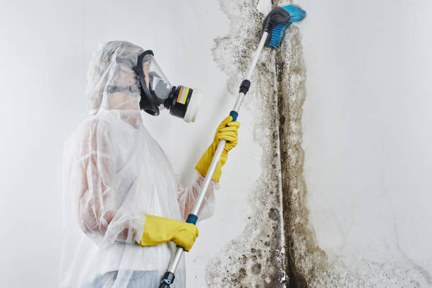 Best Mold Remediation  in Shingle Springs, CA