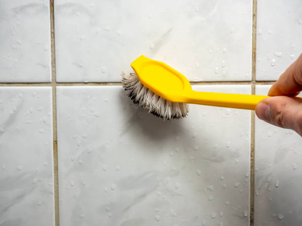 Best Home Mold Removal  in Shingle Springs, CA
