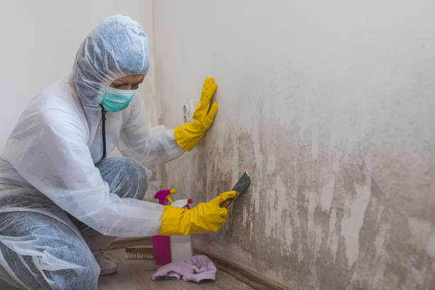 Best Mold Testing  in Shingle Springs, CA