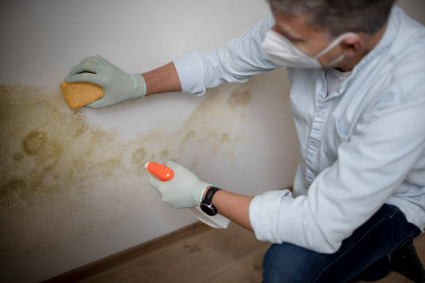 Best Attic Mold Removal  in Shingle Springs, CA