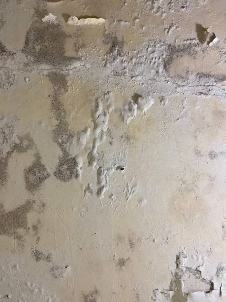 Best Mold Removal Near Me  in Shingle Springs, CA