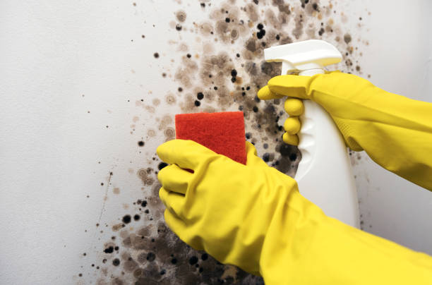 Shingle Springs, CA Mold Removal Company