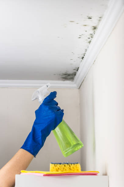 Best Mold Testing  in Shingle Springs, CA