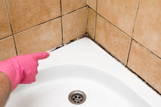 Best Black Mold Removal  in Shingle Springs, CA